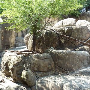 Kopje - Klipspringer/Rock Hyrax Exhibit