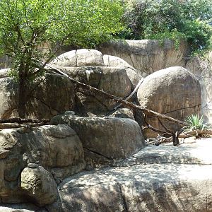 Kopje - Klipspringer/Rock Hyrax Exhibit