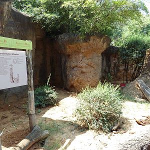 Kopje - Meerkat Exhibit