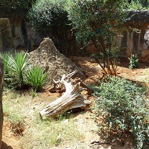 Kopje - Meerkat Exhibit