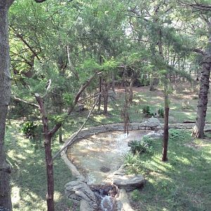 Monorail - Forest Habitat (Okapi)