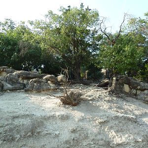 Monorail - Mountain Habitat (Nubian Ibex)