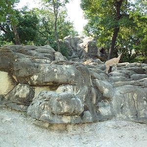 Monorail - Mountain Habitat (Nubian Ibex)