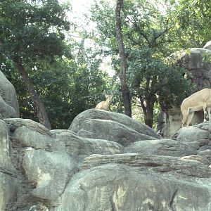 Monorail - Mountain Habitat (Nubian Ibex)