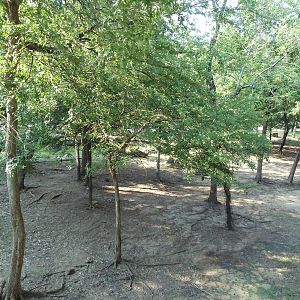 Monorail - Woodland Habitat (Grevy's Zebra)