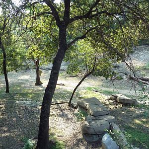 Monorail - Woodland Habitat (Grevy's Zebra)