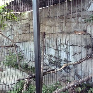 Monorail - Predator/Prey Habitat (Caracal)