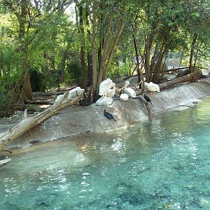 Monorail - River Habitat (Waterfowl)