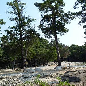 Monorail - Desert Habitat (Mixed-Species Exhibit)