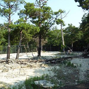 Monorail - Desert Habitat (Mixed-Species Exhibit)
