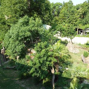 Monorail - Chimpanzee Exhibit