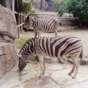 Zoo Antwerpen 1999 - Damara Zebra