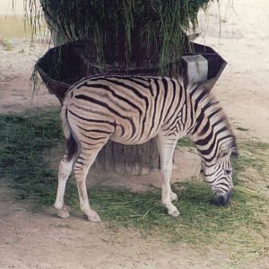 Zoo Antwerpen 1999 - Damara Zebra foal