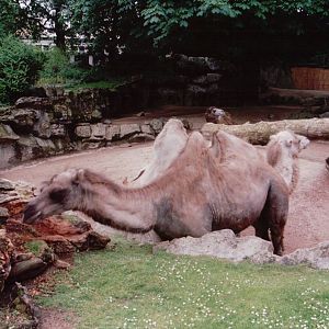 Zoo Antwerpen 1999 - Bactrian Camel