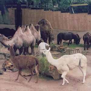 Zoo Antwerpen 1999 - Bactrian Camel, Yak, Pony and Llama feeding