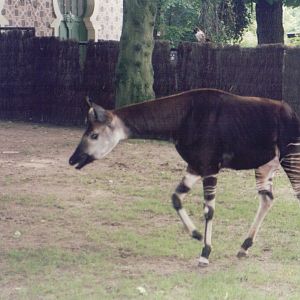 Zoo Antwerpen 1999 - Okapi