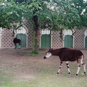 Zoo Antwerpen 1999 - Part of an Okapi exhibit