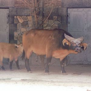 Zoo Antwerpen 1999 - Red Buffalo in the Cattle House