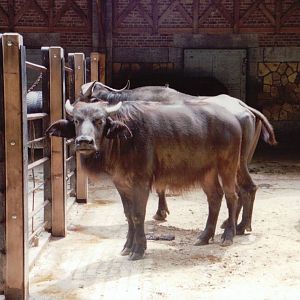 Zoo Antwerpen 1999 - African Buffalo in the Cattle House