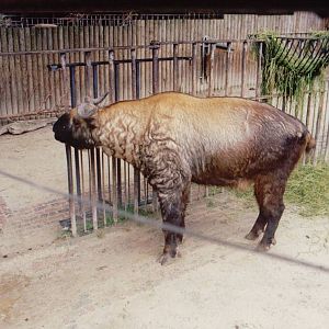 Zoo Antwerpen 1999 - Mishmi Takin in the Cattle House
