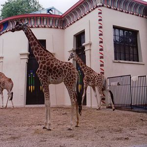 Zoo Antwerpen 1999 - Side of the Giraffe House