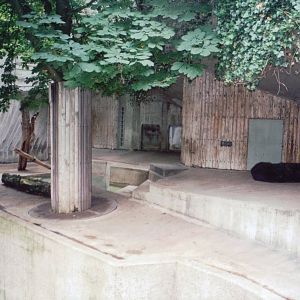 Zoo Antwerpen 1999 - Kamchatka Brown Bear exhibit