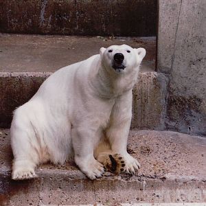 Zoo Antwerpen 1999 - Polar Bear