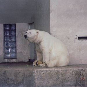 Zoo Antwerpen 1999 - Polar Bear