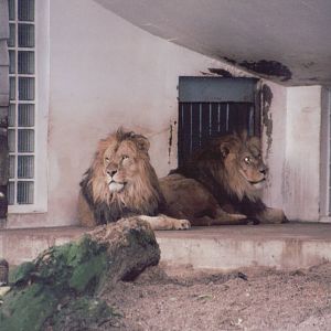 Zoo Antwerpen 1999 - African Lions