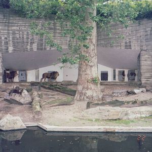 Zoo Antwerpen 1999 - African Lion exhibit