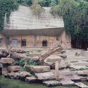 Zoo Antwerpen 1999 - Amur Tiger exhibit