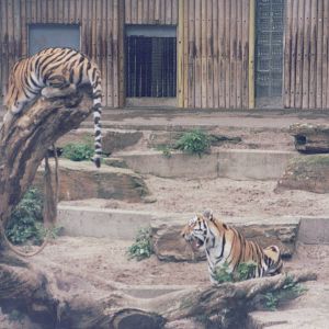 Zoo Antwerpen 1999 - Amur Tigers