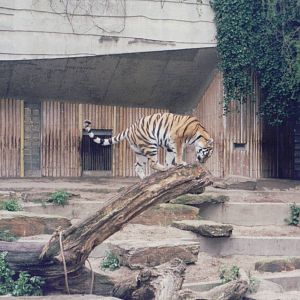 Zoo Antwerpen 1999 - Amur Tigers