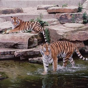Zoo Antwerpen 1999 - Amur Tigers