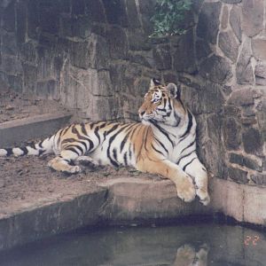 Zoo Antwerpen 1999 - Amur Tiger