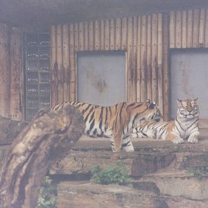 Zoo Antwerpen 1999 - Amur Tigers