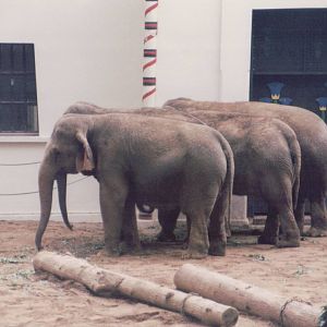 Zoo Antwerpen 1999 - Asiatic Elephants