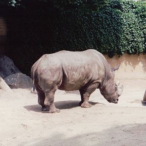Zoo Antwerpen 1999 - White Rhinoceros