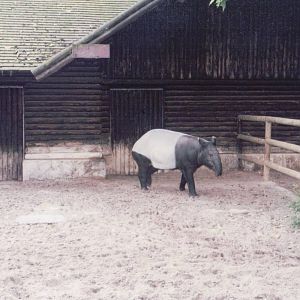 Zoo Antwerpen 1999 - Malayan Tapir