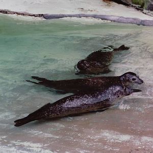 Zoo Antwerpen 1999 - Common Seals in the former Southern Elephant Seal exhi