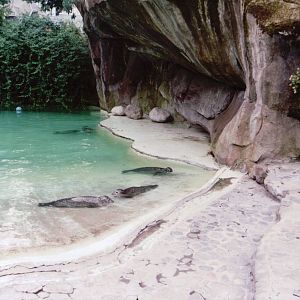 Zoo Antwerpen 1999 - Former Southern Elephant Seal exhibit