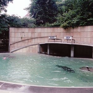 Zoo Antwerpen 1999 - California Sea Lion pool