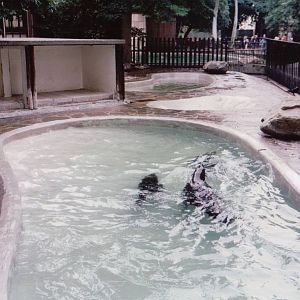 Zoo Antwerpen 1999 - Cape Fur Seal exhibit
