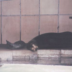 Zoo Antwerpen 1999 - California Sea Lion and pup