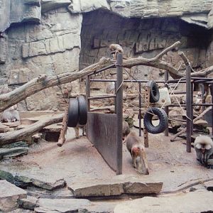 Zoo Antwerpen 1999 - Hamadryas Baboon exhibit