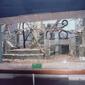 Zoo Antwerpen 1999 - Inside the Monkey House