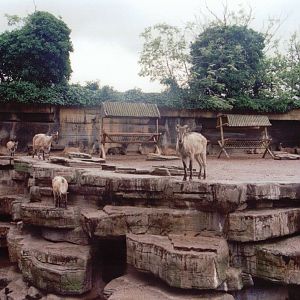 Zoo Antwerpen 1999 - Himalayan Tahr exhibit
