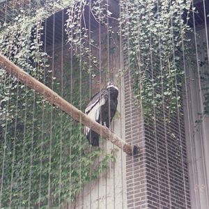 Zoo Antwerpen 1999 - Andean Condor