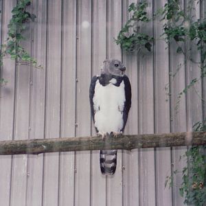 Zoo Antwerpen 1999 - Harpy Eagle