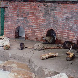 Zoo Antwerpen 1999 - Part of Nutria exhibit
